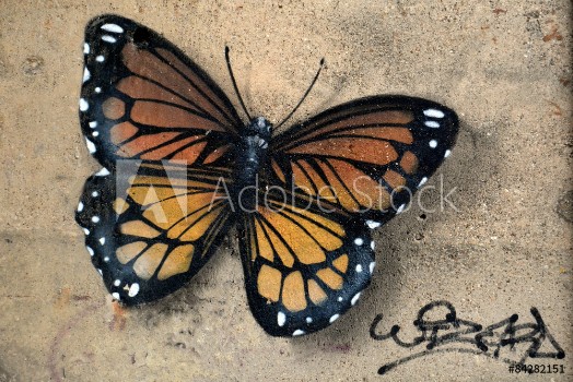 Picture of Farfalla in graffiti